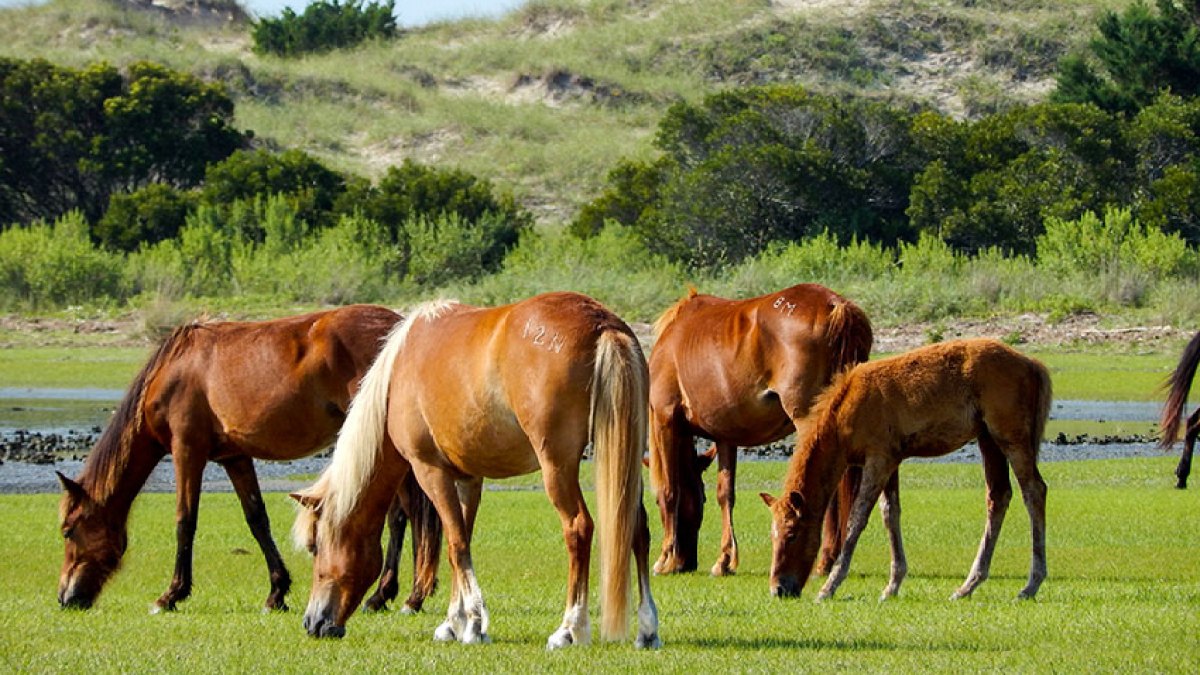 wild horses grazing
