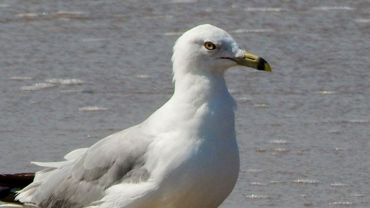 bird on beach