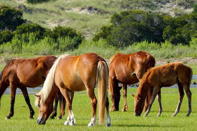 wild horses of shackleford banks