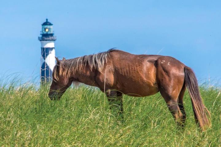 wild horse grazing in front of cape lookout lighthouse