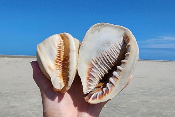 Hand holding two large seashells on a sandy beach with a clear blue sky.