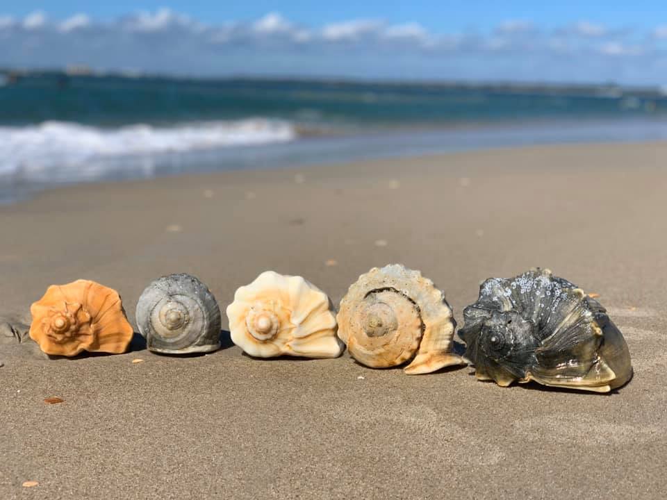 Low Tide Shelling Guided Tour On Shackleford Banks Shackleford Wild